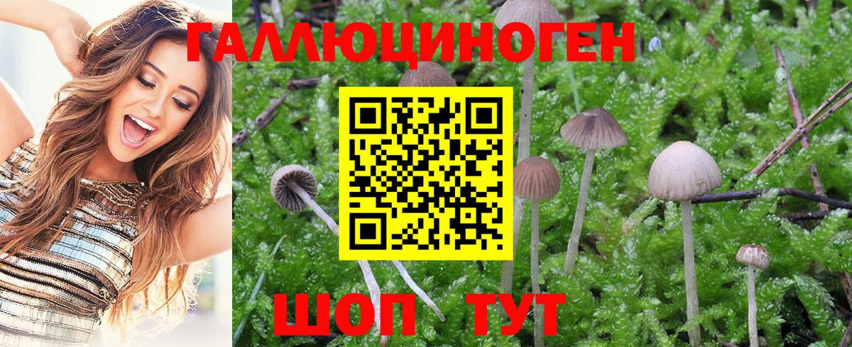 Елизово  Псилоцибиновые грибы Cubensis  Вход с VPN  Псилоцибиновые грибы Psilocybine cubensis 